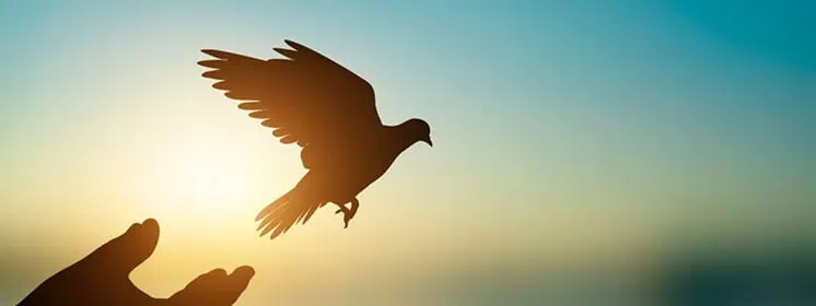 Silhouette of a bird flying with the sun setting behind it.