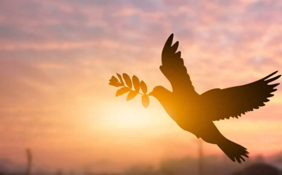 Silhouette of a dove carrying an olive branch against a sunset sky.