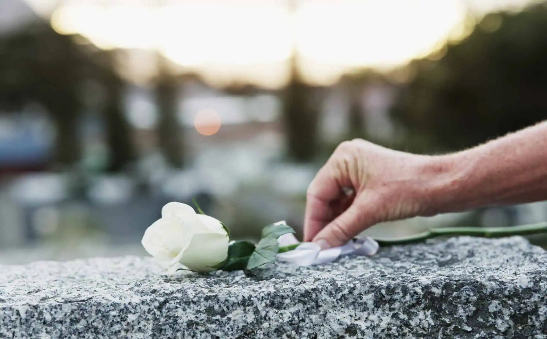 A white rose placed on a stone grave marker in a cemetery.